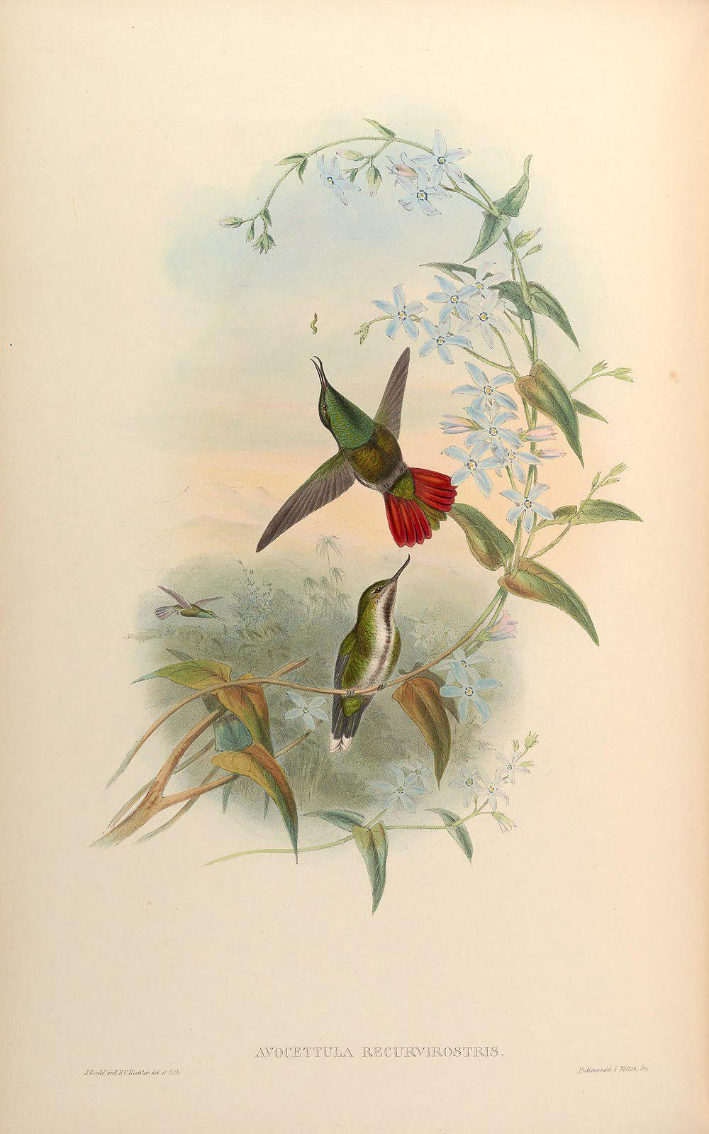 翘嘴蜂鸟 / Fiery-tailed Awlbill / Avocettula recurvirostris