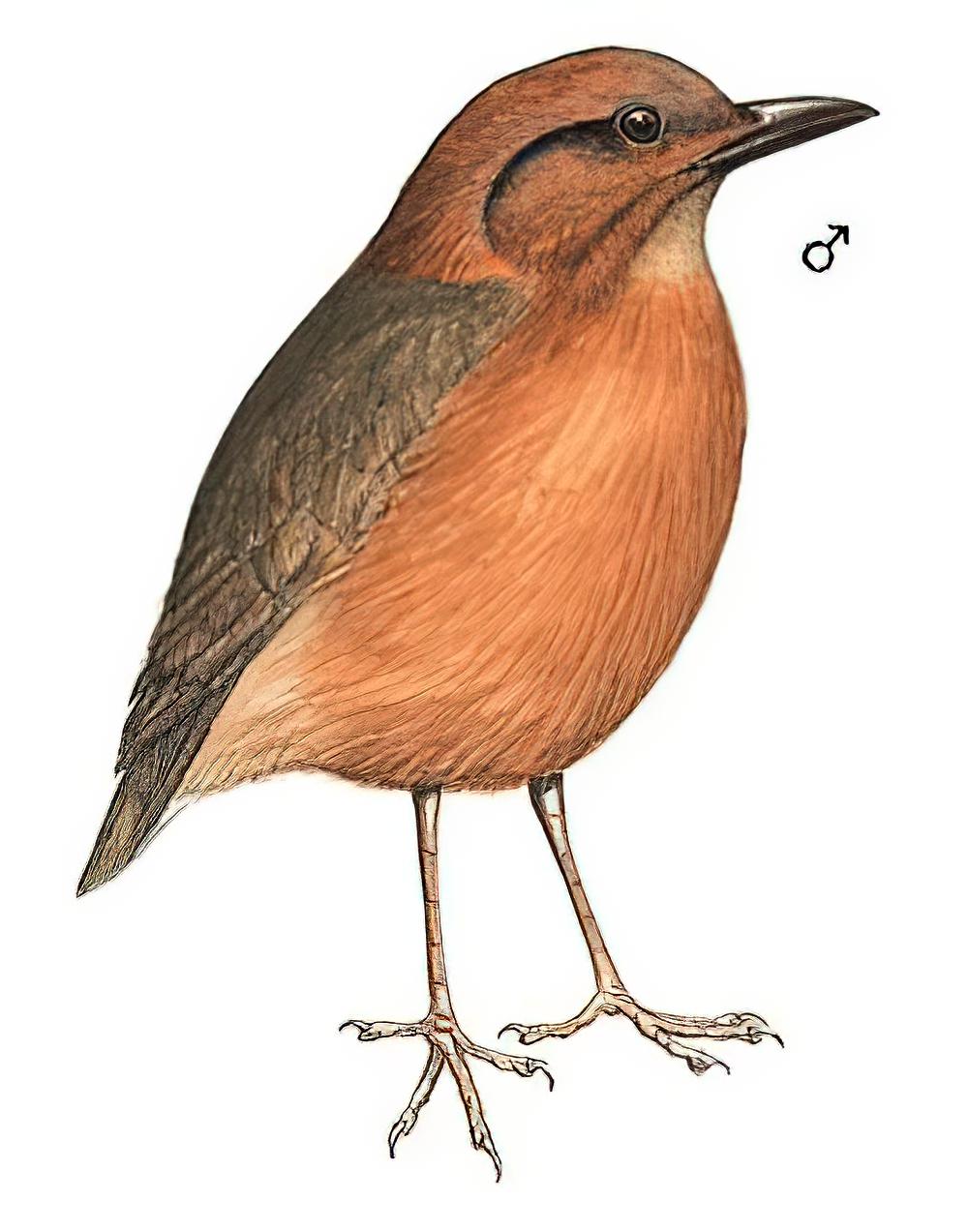 栗头八色鸫 / Rusty-naped Pitta / Hydrornis oatesi