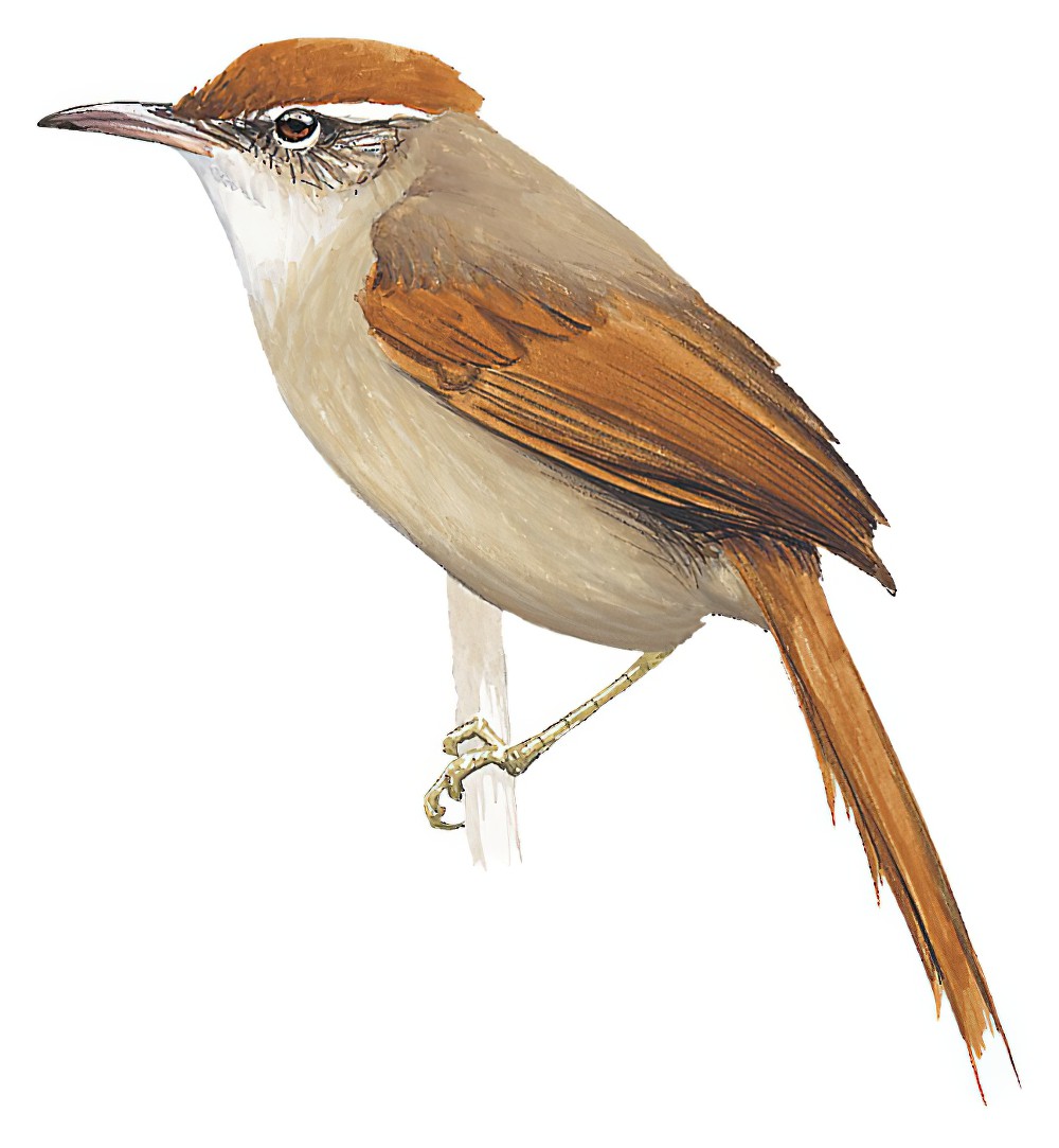 波利维亚针尾雀 / Bolivian Spinetail / Cranioleuca henricae