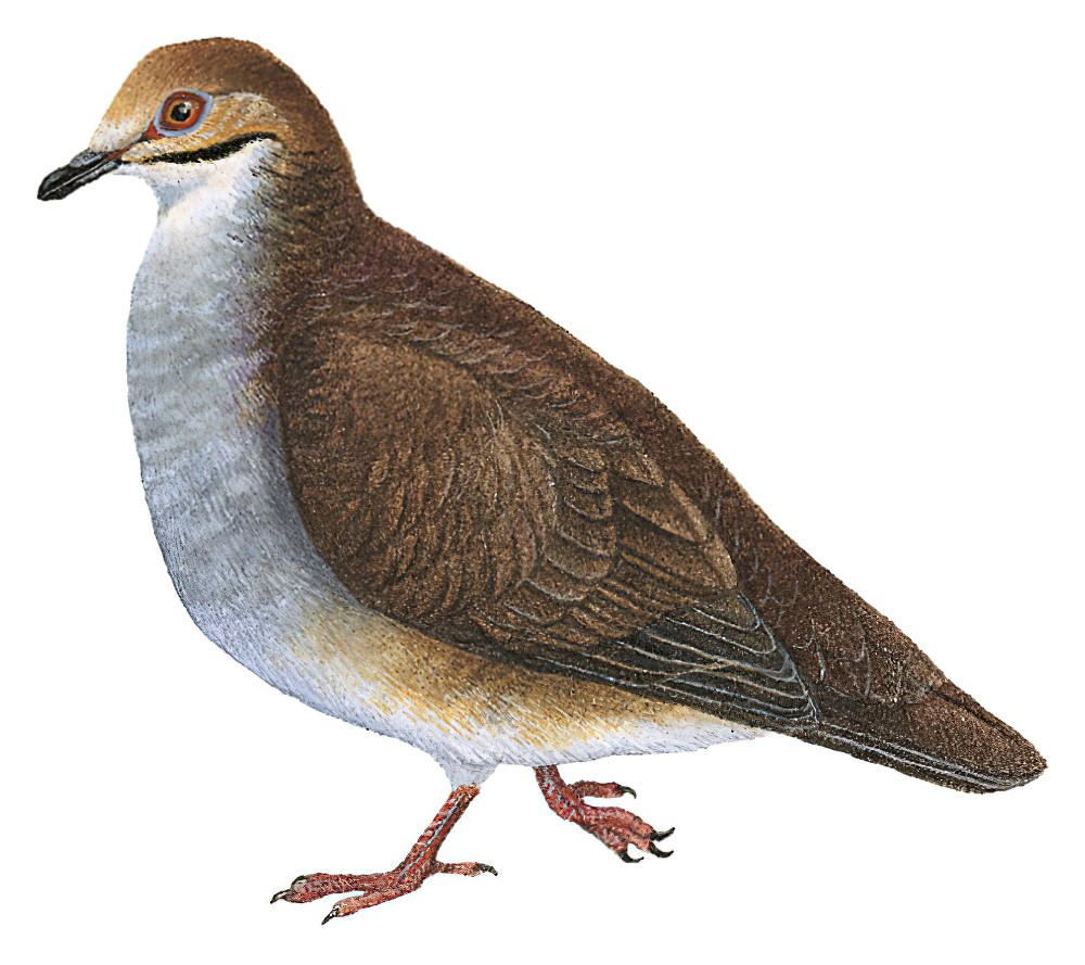 黄顶鹑鸠 / Russet-crowned Quail-Dove / Zentrygon goldmani