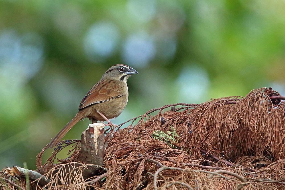 锈红猛雀鹀 / Rusty Sparrow / Aimophila rufescens