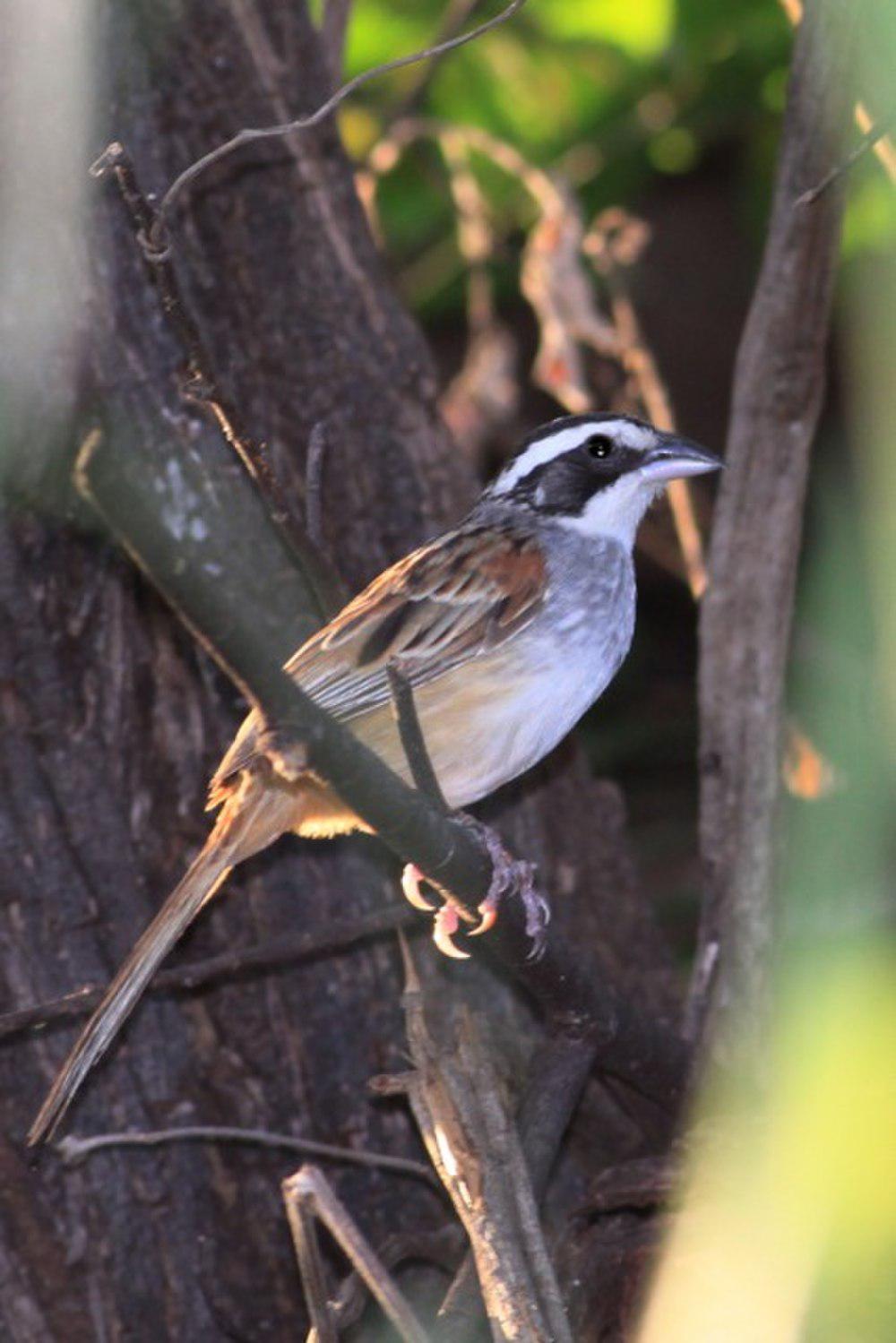 纹头猛雀鹀 / Stripe-headed Sparrow / Peucaea ruficauda