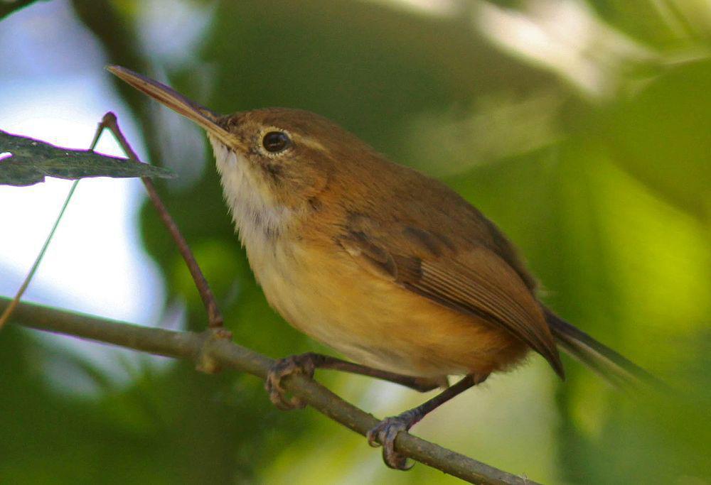 长嘴蚋莺 / Trilling Gnatwren / Ramphocaenus melanurus