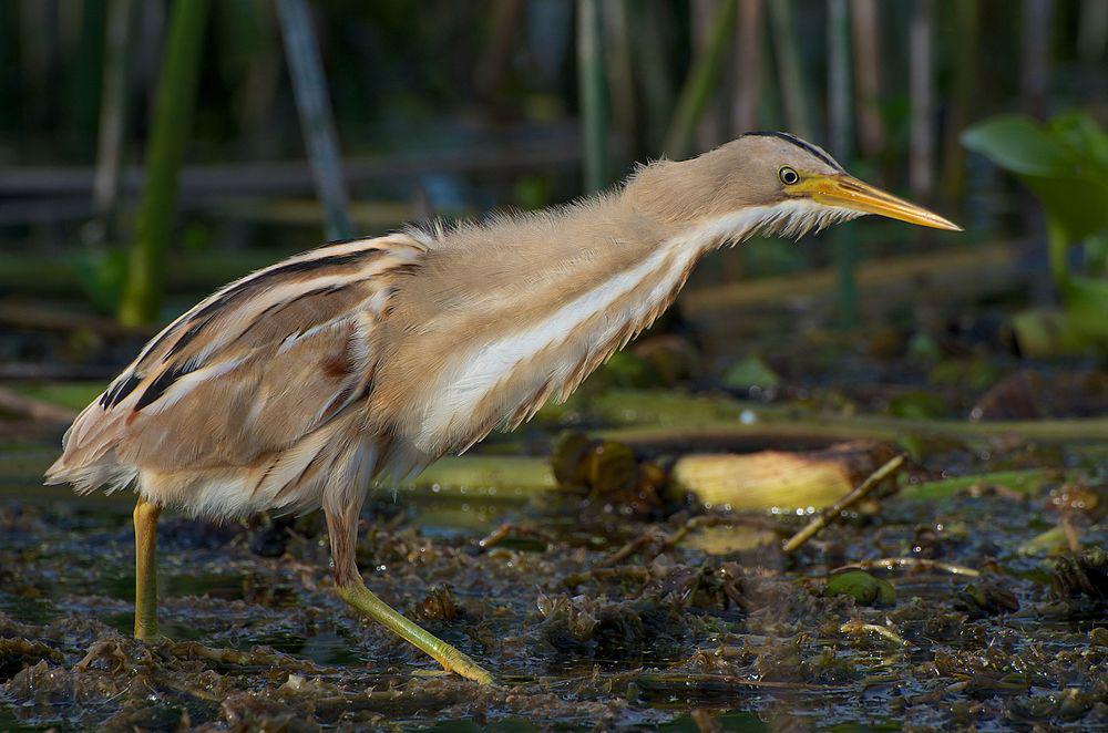 纹背苇鳽 / Stripe-backed Bittern / Ixobrychus involucris