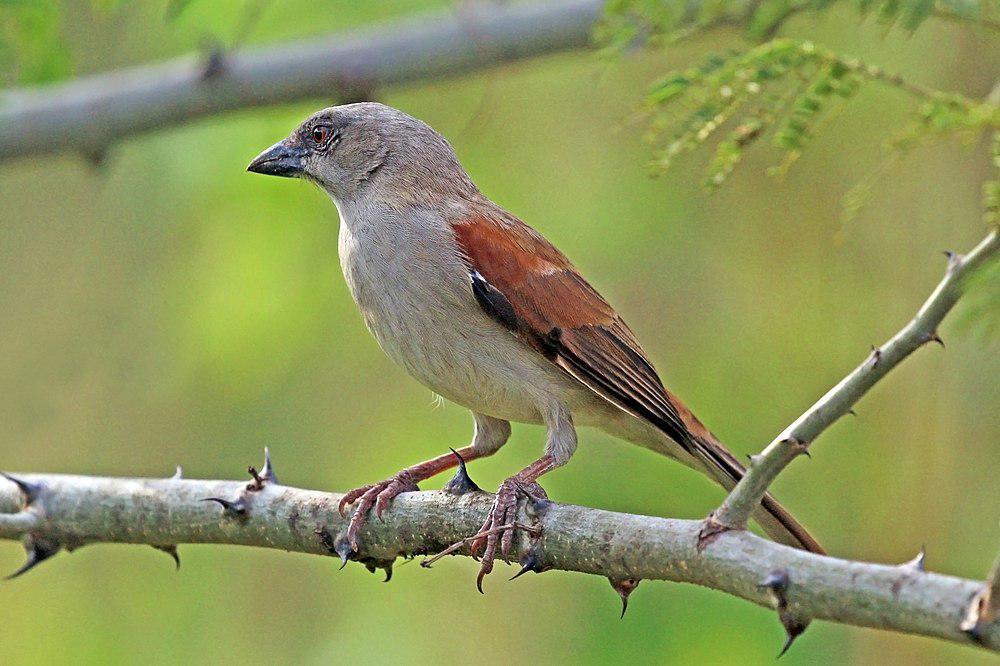 灰头麻雀 / Northern Grey-headed Sparrow / Passer griseus