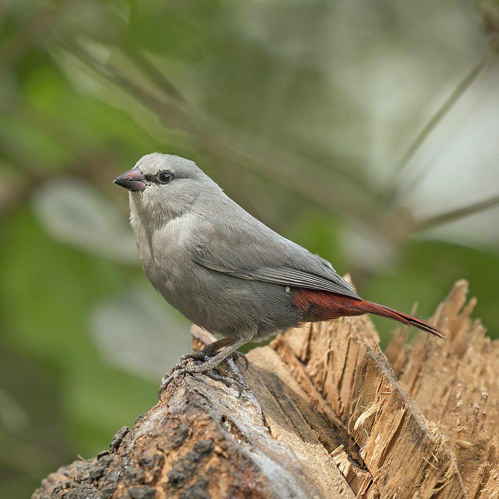 淡蓝梅花雀 / Lavender Waxbill / Glaucestrilda caerulescens