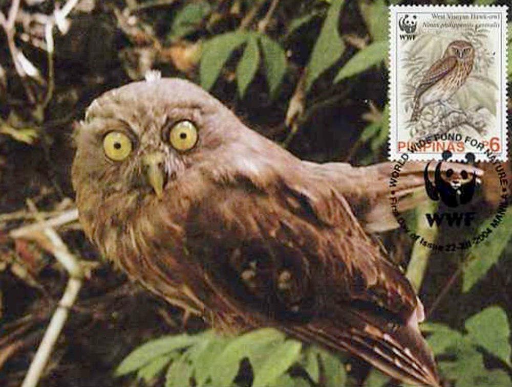 菲律宾鹰鸮 / Luzon Hawk-Owl / Ninox philippensis