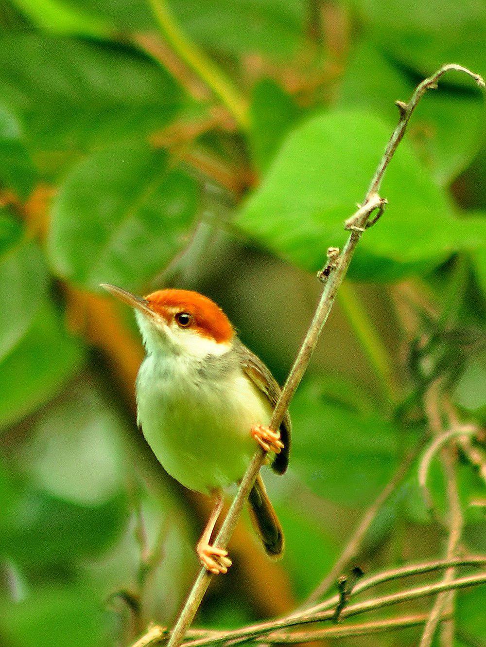 红头缝叶莺 / Rufous-tailed Tailorbird / Orthotomus sericeus