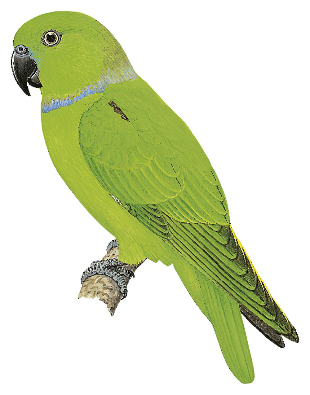 蓝领鹦鹉 / Blue-collared Parrot / Geoffroyus simplex