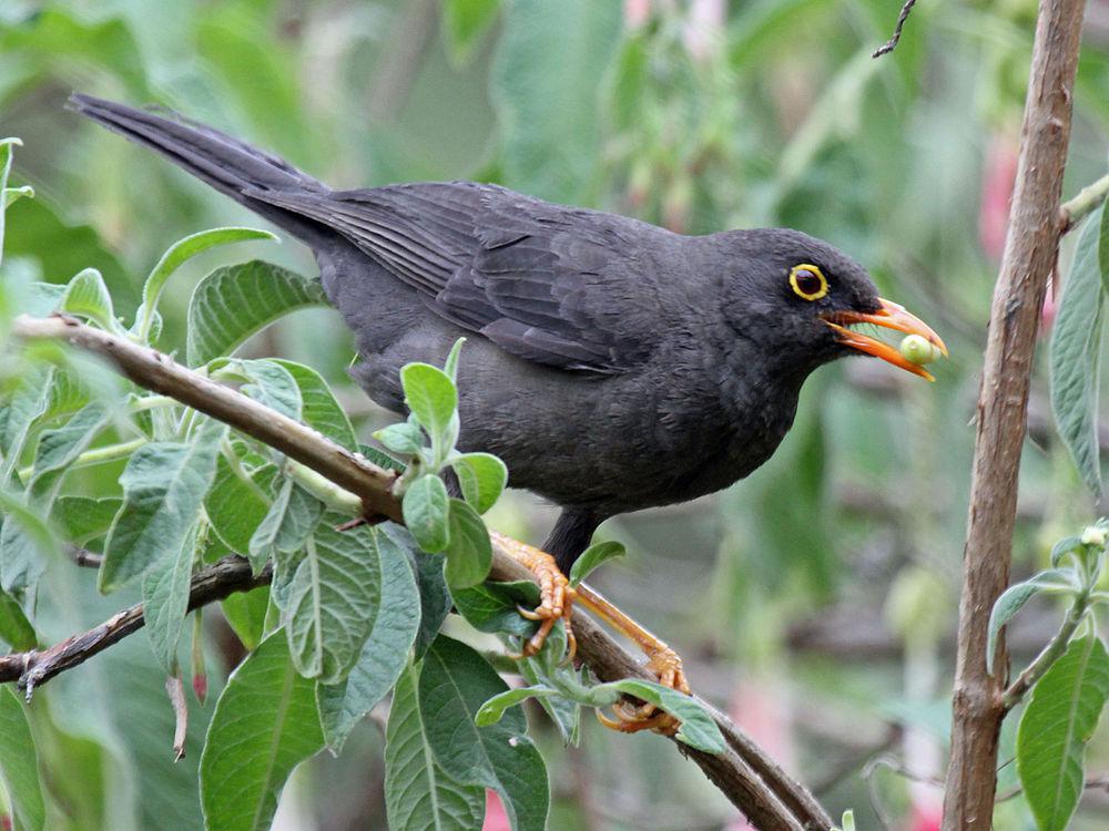 辉背鸫 / Glossy-black Thrush / Turdus serranus