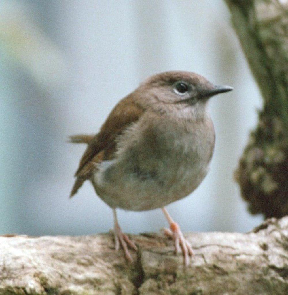 小考岛鸫 / Puaiohi / Myadestes palmeri