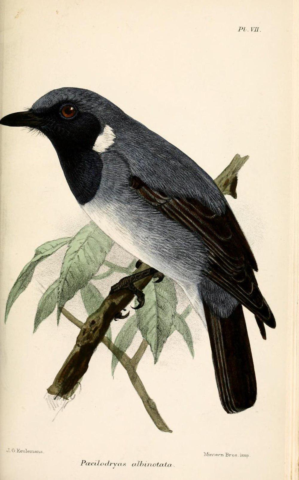 黑喉杂色鹟 / Black-throated Robin / Plesiodryas albonotata
