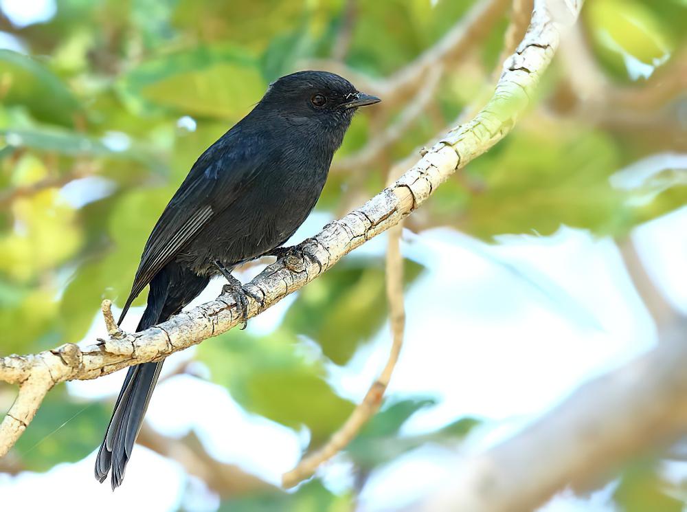 黑鹟 / Northern Black Flycatcher / Melaenornis edolioides