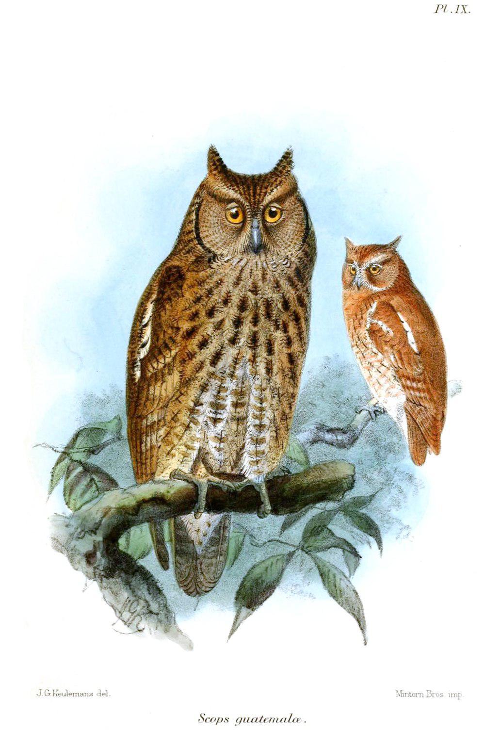 中美角鸮 / Middle American Screech Owl / Megascops guatemalae