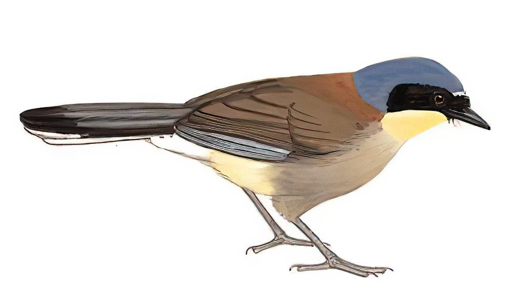 靛冠噪鹛 / Blue-crowned Laughingthrush / Pterorhinus courtoisi