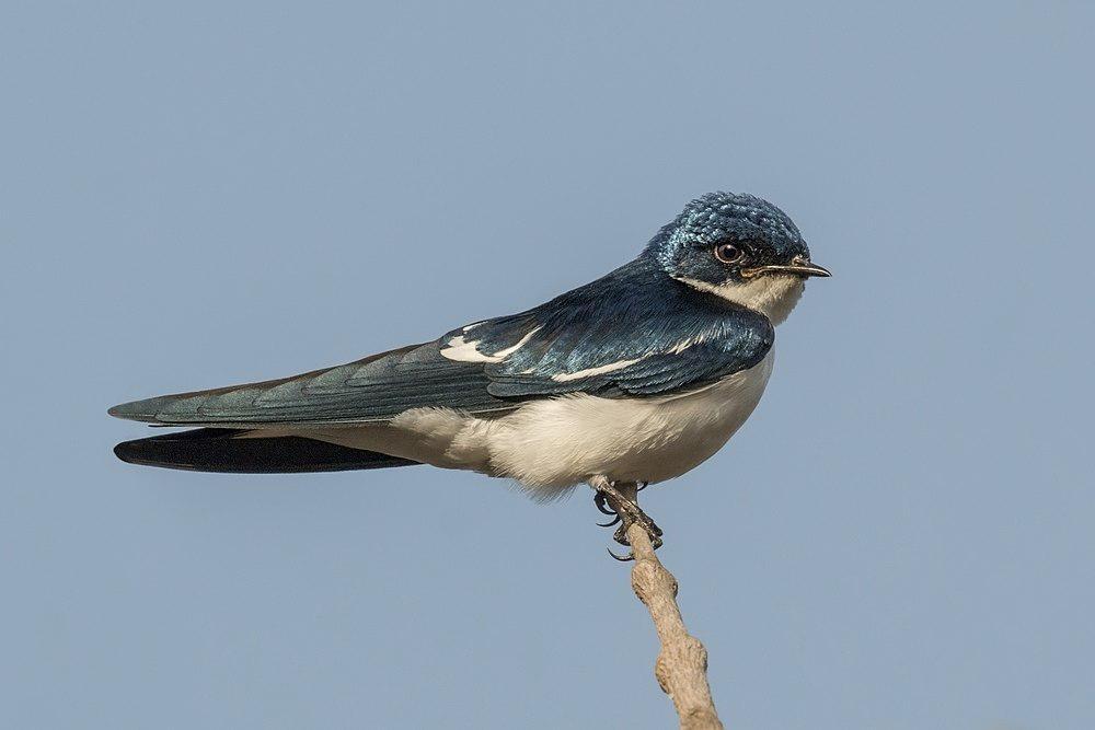 斑翅燕 / Pied-winged Swallow / Hirundo leucosoma