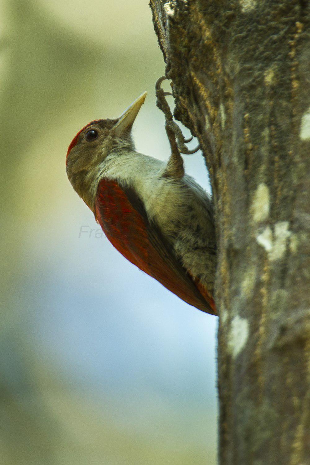 朱背啄木鸟 / Scarlet-backed Woodpecker / Veniliornis callonotus