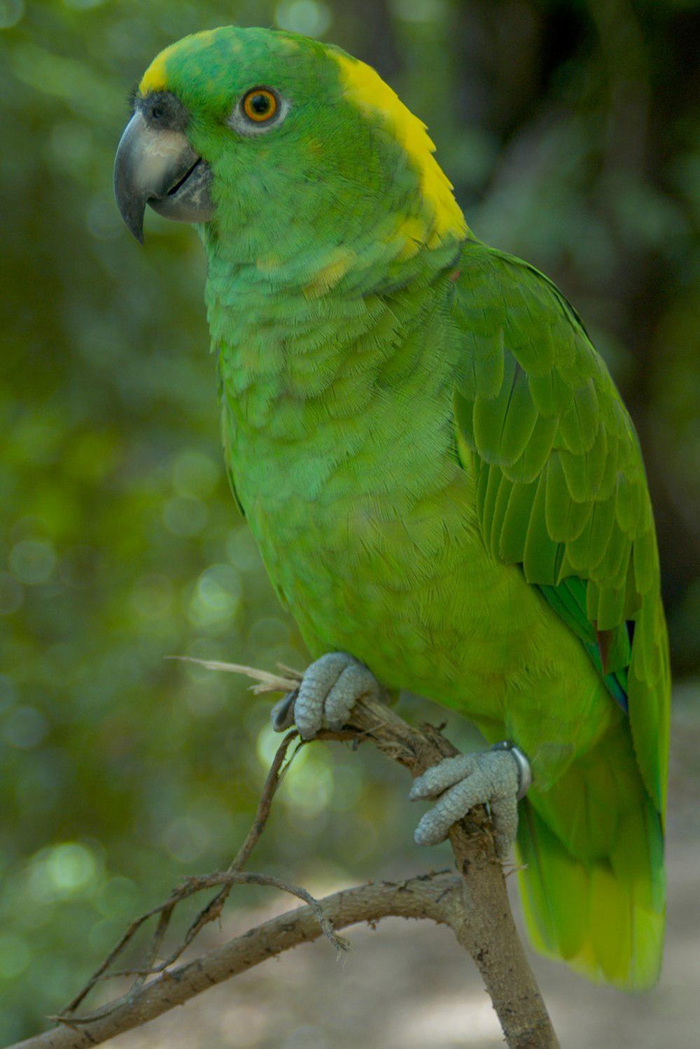 黄颈亚马逊鹦鹉 / Yellow-naped Amazon / Amazona auropalliata