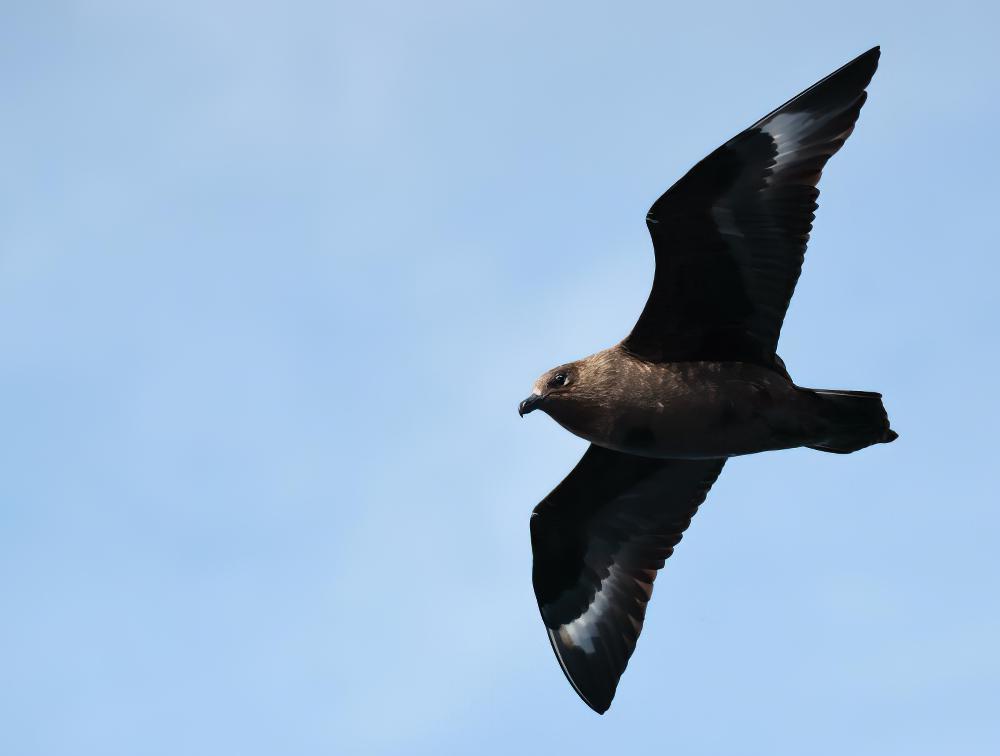 大贼鸥 / Brown Skua / Stercorarius antarcticus