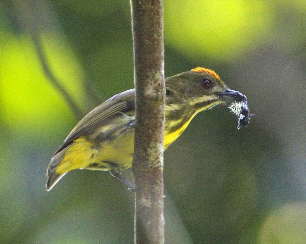 黄喉锯齿啄花鸟 / Yellow-breasted Flowerpecker / Prionochilus maculatus