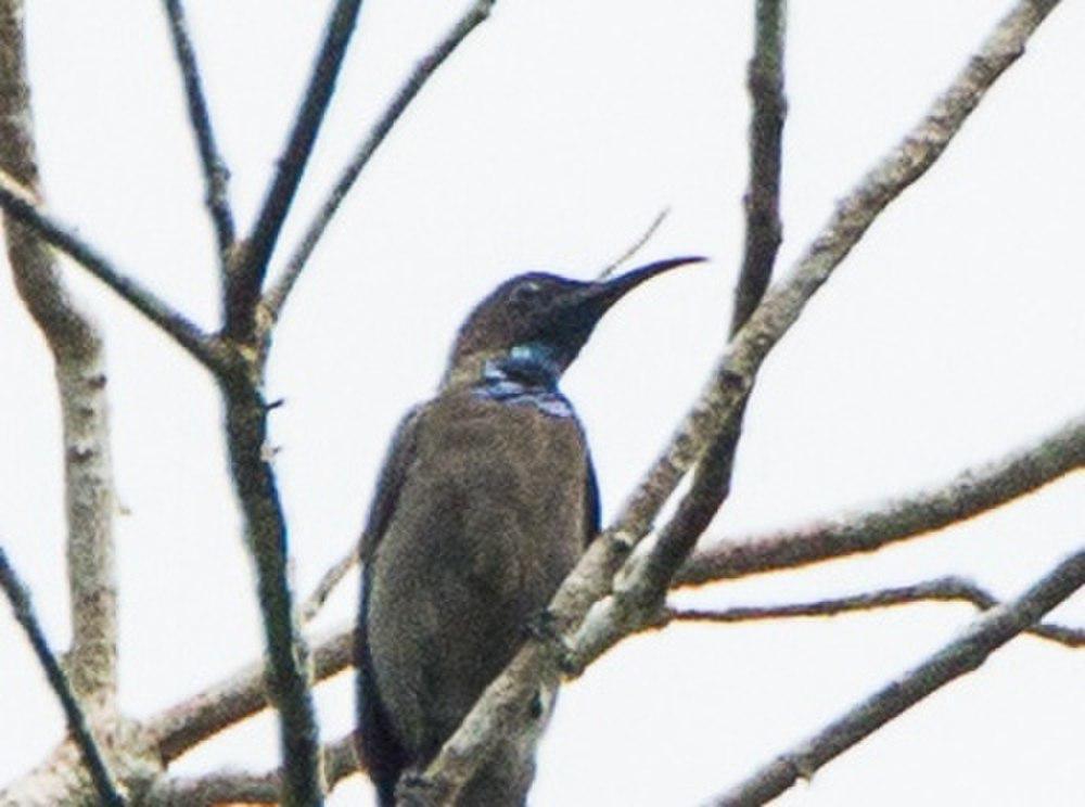 蓝喉花蜜鸟 / Blue-throated Brown Sunbird / Cyanomitra cyanolaema