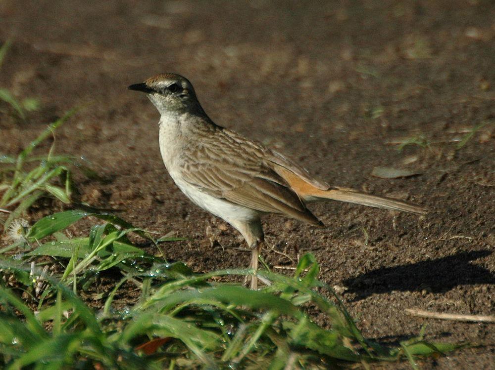 棕鹨莺 / Rufous Songlark / Cincloramphus mathewsi