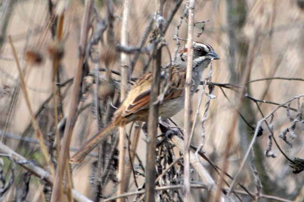纹顶猛雀鹀 / Stripe-capped Sparrow / Rhynchospiza strigiceps