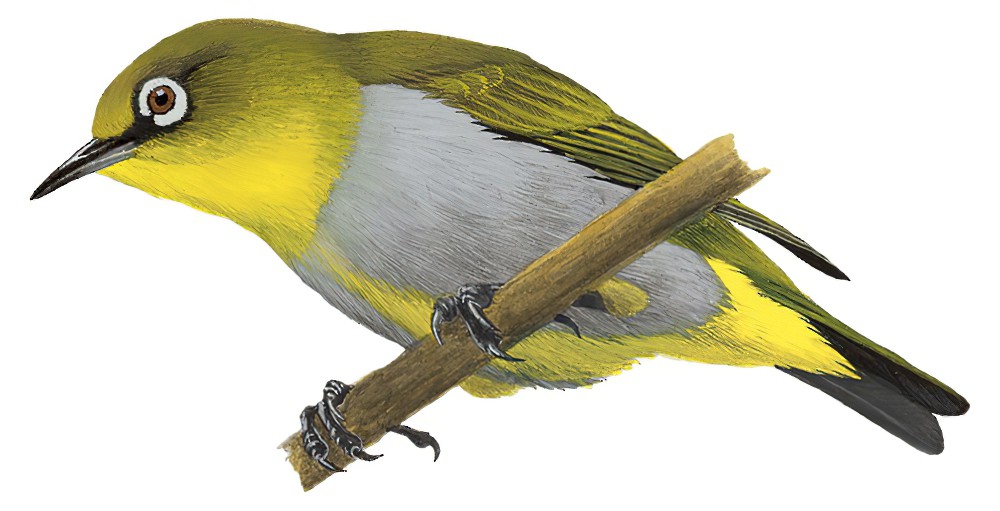 休氏绣眼鸟 / Hume's White-eye / Zosterops auriventer