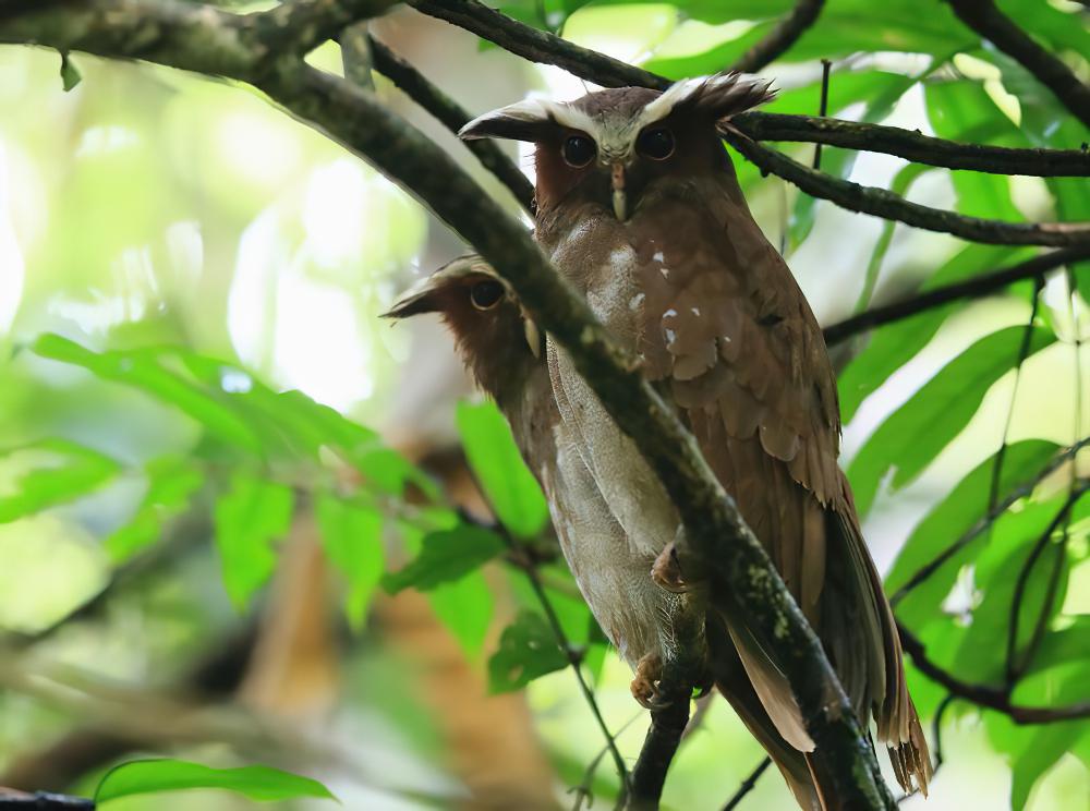 冠鸮 / Crested Owl / Lophostrix cristata