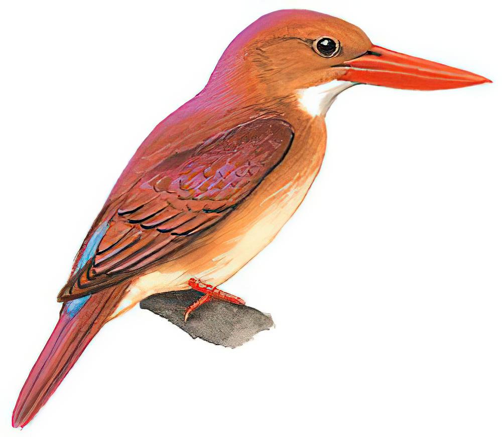 赤翡翠 / Ruddy Kingfisher / Halcyon coromanda