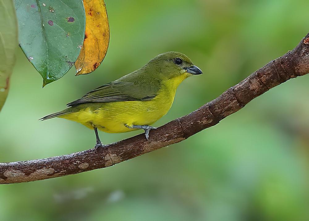 厚嘴歌雀 / Thick-billed Euphonia / Euphonia laniirostris