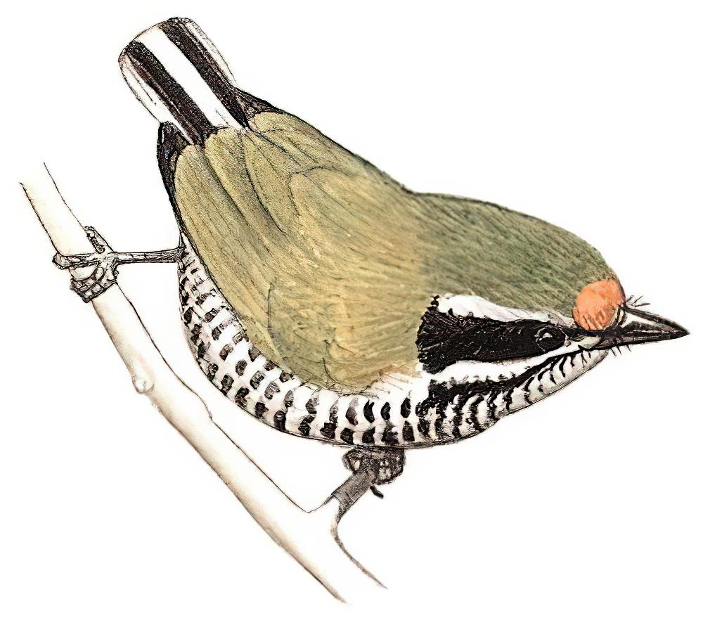 斑姬啄木鸟 / Speckled Piculet / Picumnus innominatus