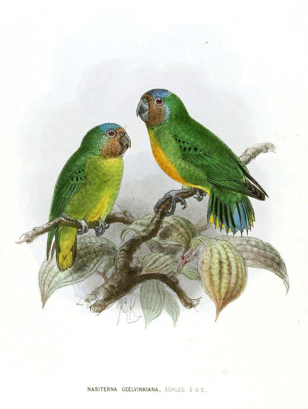 吉温侏鹦鹉 / Geelvink Pygmy Parrot / Micropsitta geelvinkiana