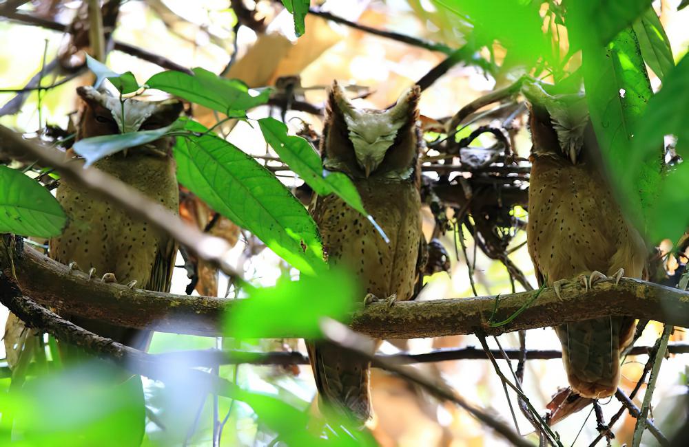 白额角鸮 / White-fronted Scops Owl / Otus sagittatus