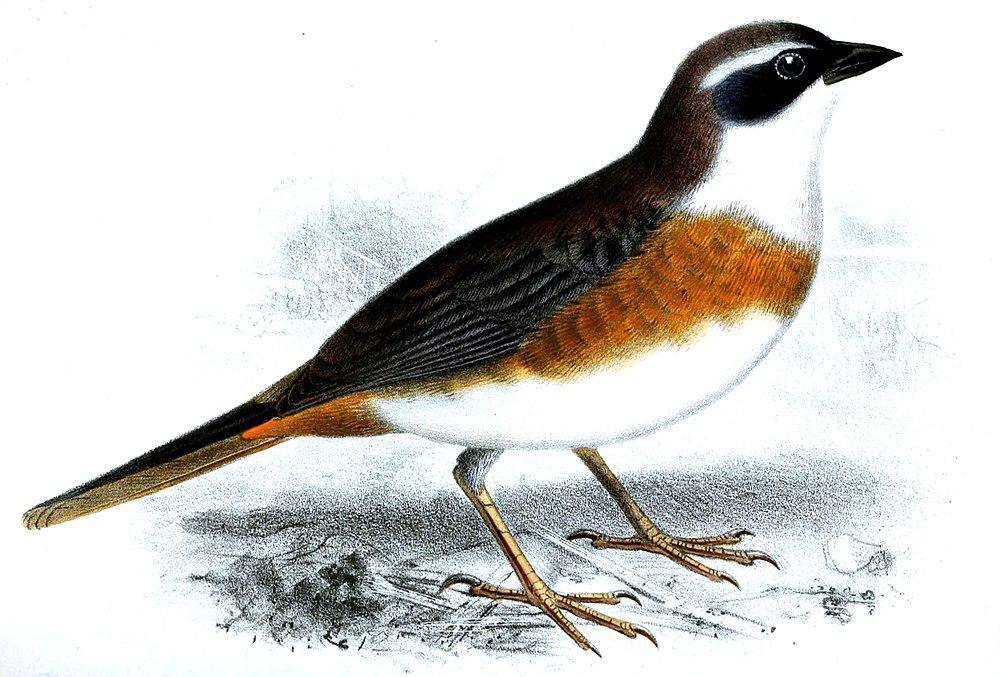 栗胸歌鹀 / Chestnut-breasted Mountain Finch / Poospizopsis caesar
