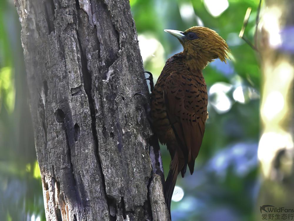 中美栗啄木鸟 / Chestnut-colored Woodpecker / Celeus castaneus