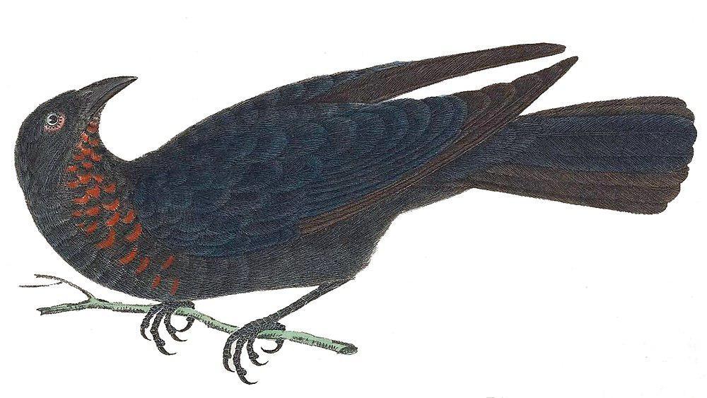 朱喉唐纳雀 / Scarlet-throated Tanager / Compsothraupis loricata