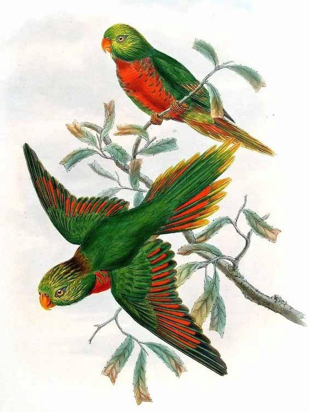翠绿鹦鹉 / Orange-billed Lorikeet / Neopsittacus pullicauda