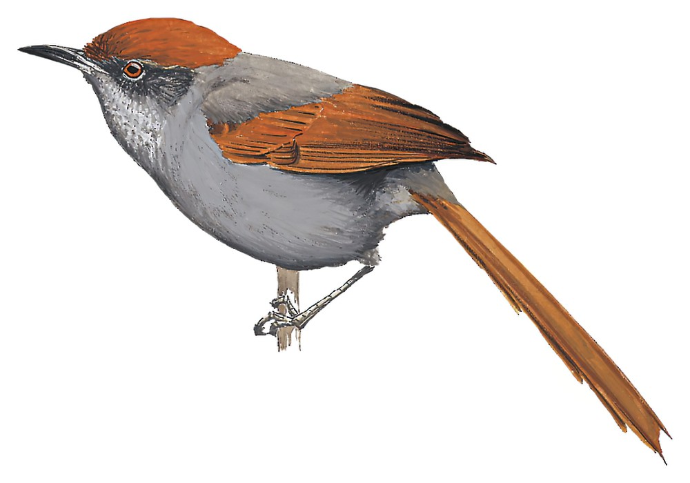 纯色针尾雀 / Pinto's Spinetail / Synallaxis infuscata