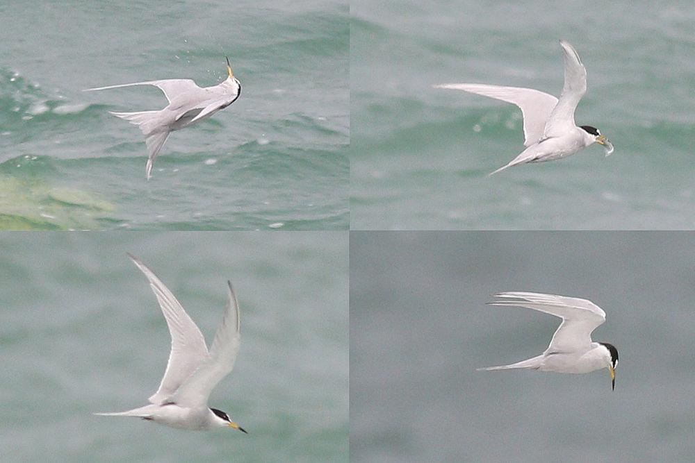 秘鲁燕鸥 / Peruvian Tern / Sternula lorata