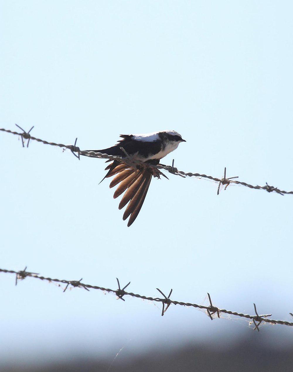 白背燕 / White-backed Swallow / Cheramoeca leucosterna