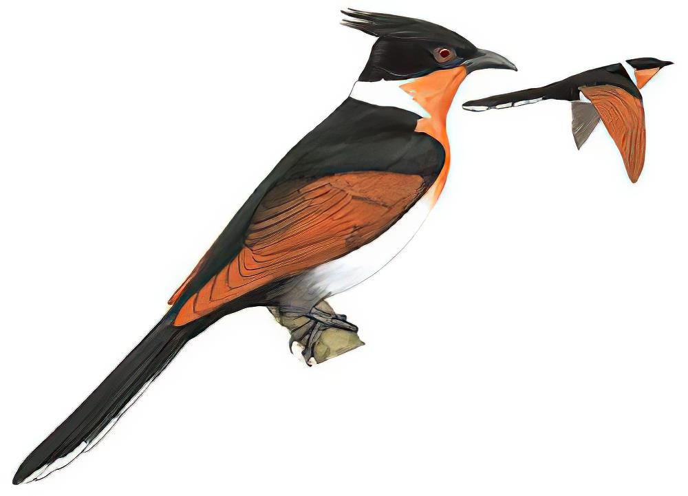 红翅凤头鹃 / Chestnut-winged Cuckoo / Clamator coromandus