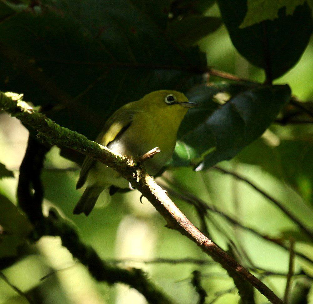 莱氏绣眼鸟 / Fiji White-eye / Zosterops explorator