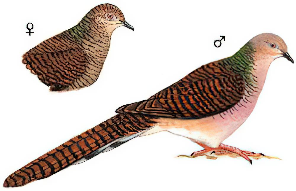 斑尾鹃鸠 / Barred Cuckoo-Dove / Macropygia unchall