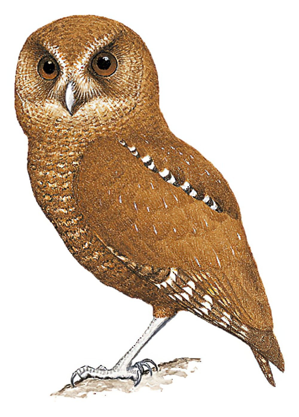 帕劳角鸮 / Palau Owl / Pyrroglaux podargina