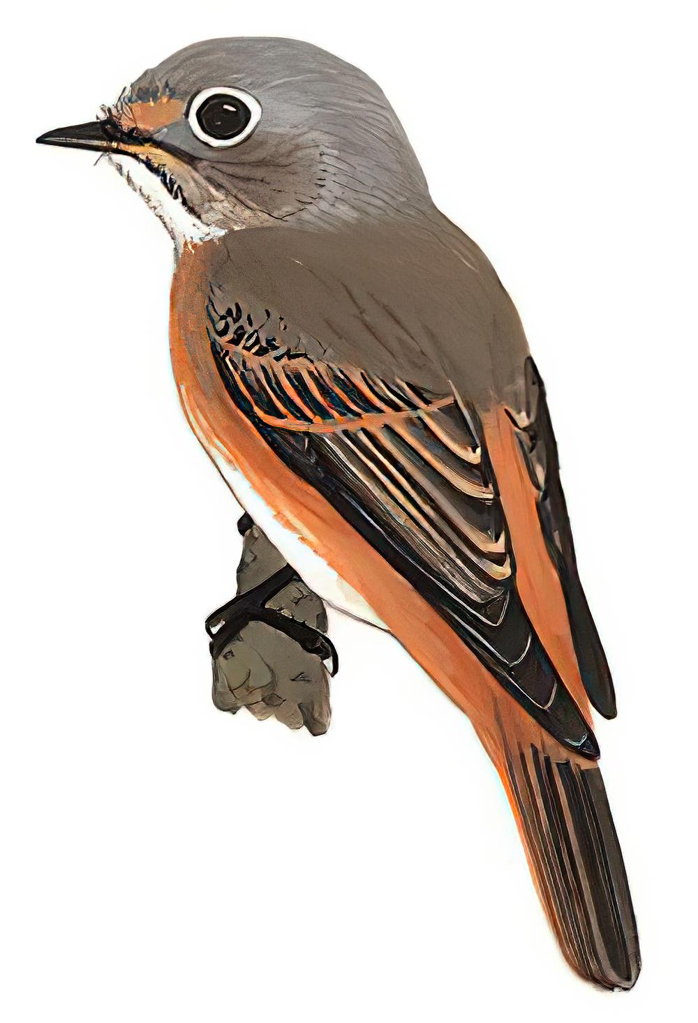 棕尾褐鹟 / Ferruginous Flycatcher / Muscicapa ferruginea