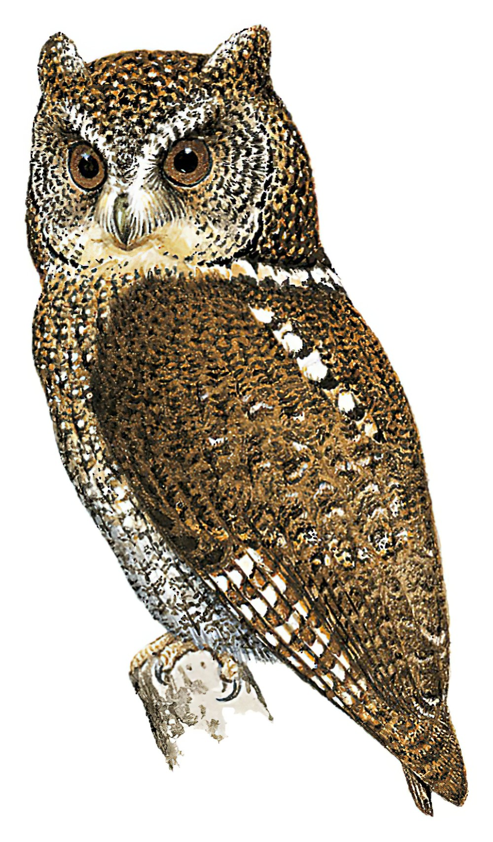棉兰角鸮 / Mindanao Scops Owl / Otus mirus