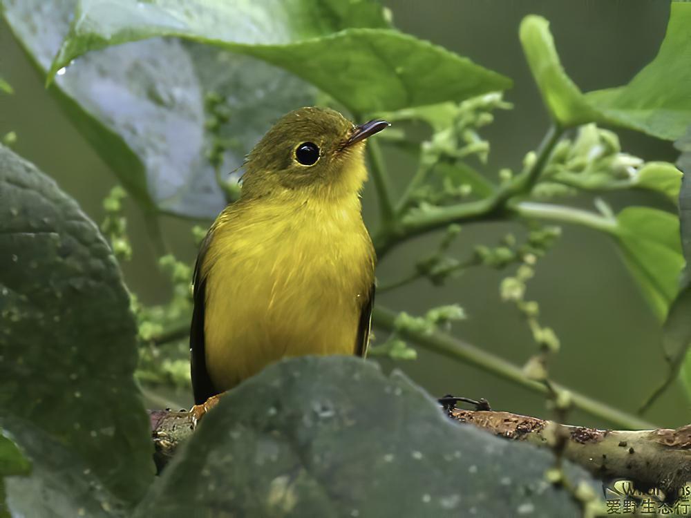 柠黄仙鹟 / Citrine Canary-flycatcher / Culicicapa helianthea