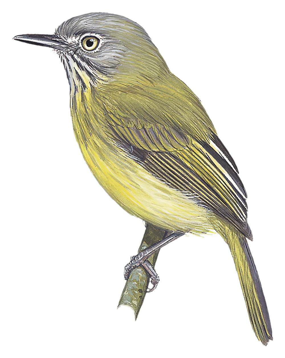 纹颈哑霸鹟 / Stripe-necked Tody-Tyrant / Hemitriccus striaticollis