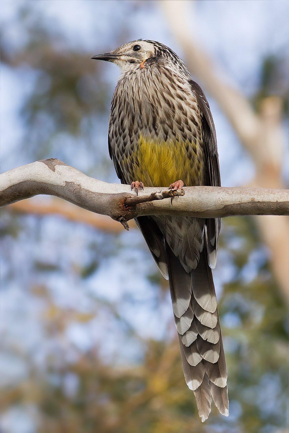 黄垂蜜鸟 / Yellow Wattlebird / Anthochaera paradoxa